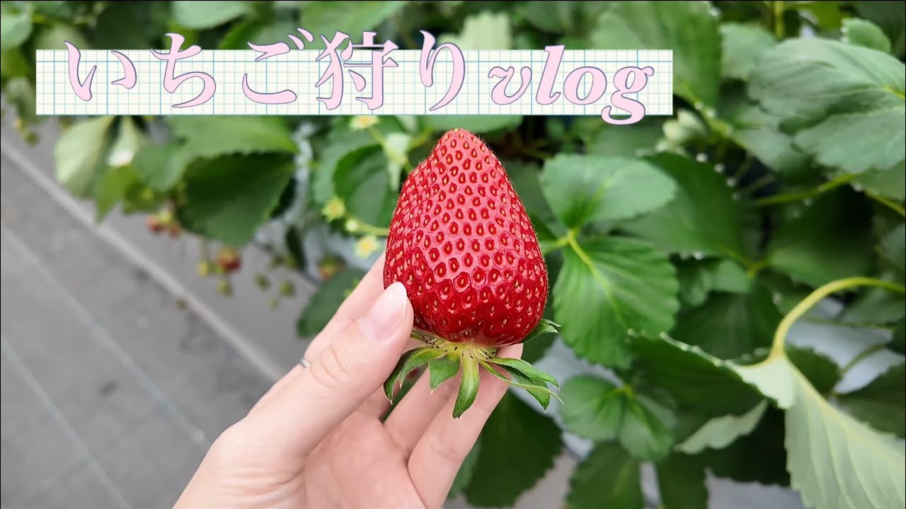 いちご狩りに行ってきたよ🍓