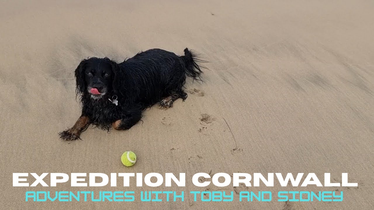 A Quick Walk On Hayle's Three Mile Beach#Cornwall#Exploration#Walks#Dogs
