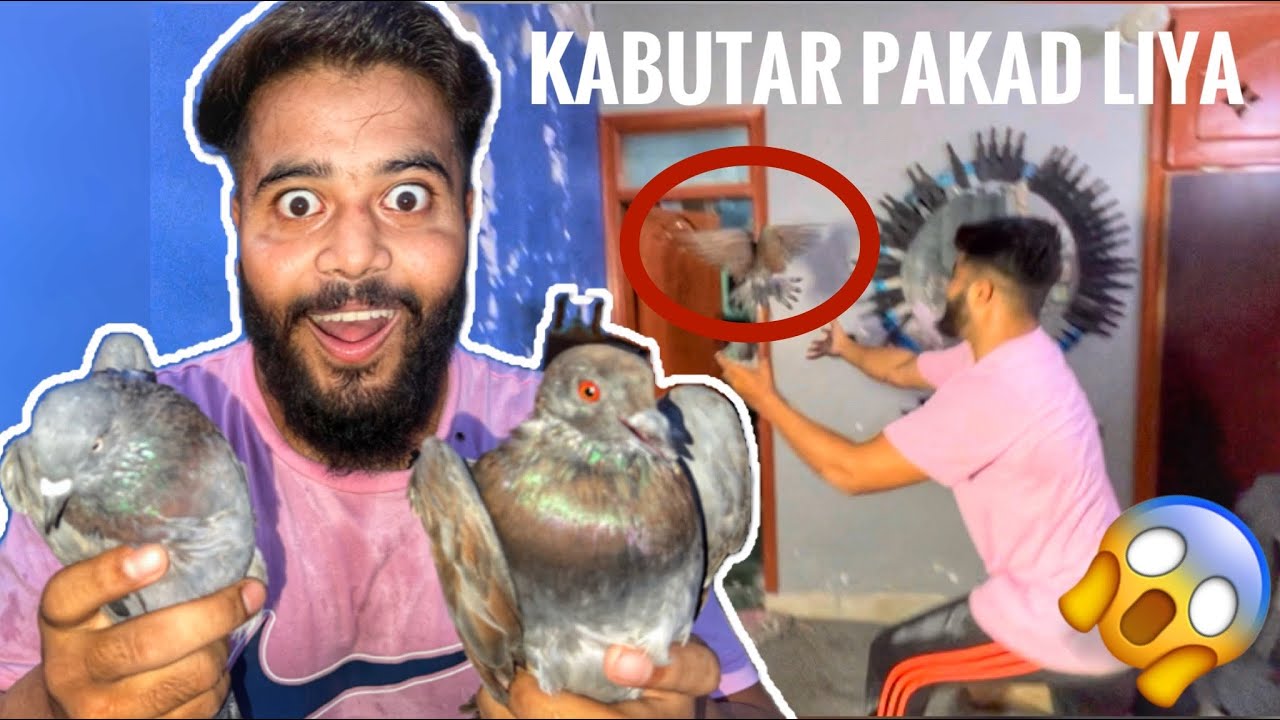 Mera Ghar ma do Kabutar A gaye 😱 or ma na Kabutar pakad liye piegion | syed fahad | the fun fin |