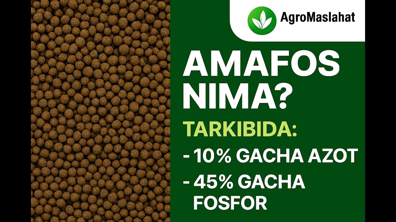 Amafos nima?  Kimyoviy tarkibi: Monoammoniy fosfat va diammoniy fosfat aralashmasi #agromaslahat