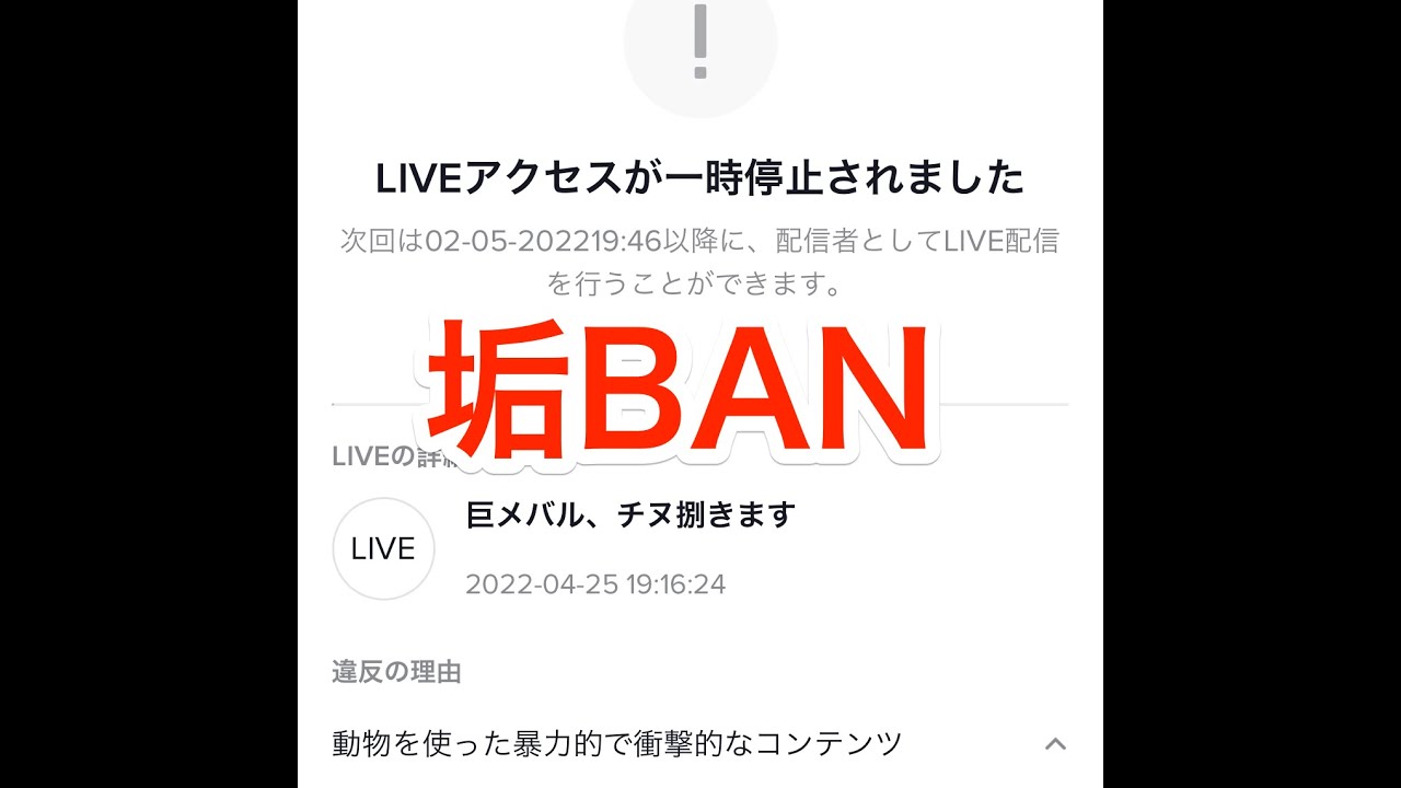 釣ったチヌとメバルをTikTokライブ配信で捌いていたら垢BANされたぜ…異議申し立てから復活まで