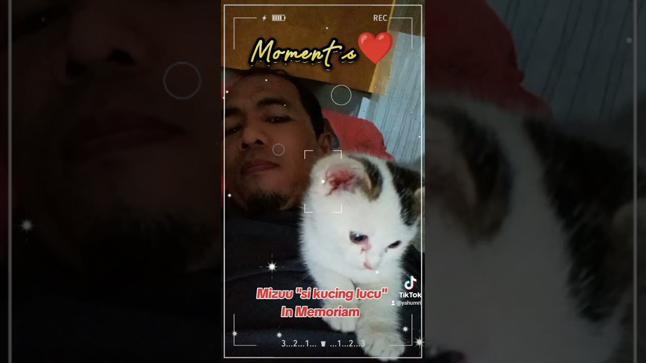 Mizuu, si kucing lucu in memoriam #cat #anakkucinglucuimutgemesin