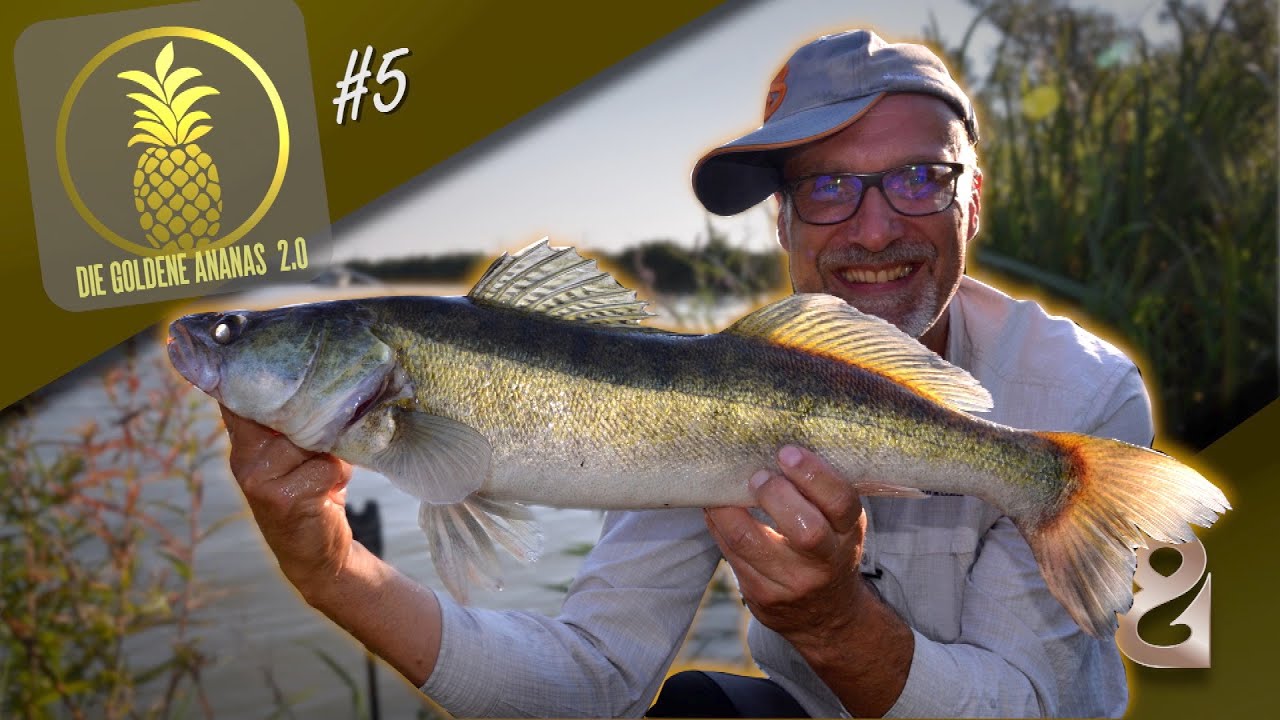 Zander auf Köderfisch! Die goldene Ananas 2.0 🍍 Folge 5