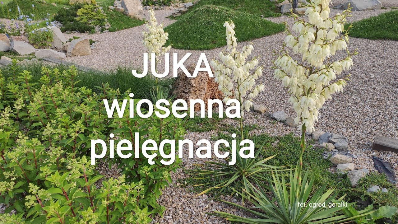 Juka ogrodowa karolińska Yucca wiosenna pielęgnacja cięcie