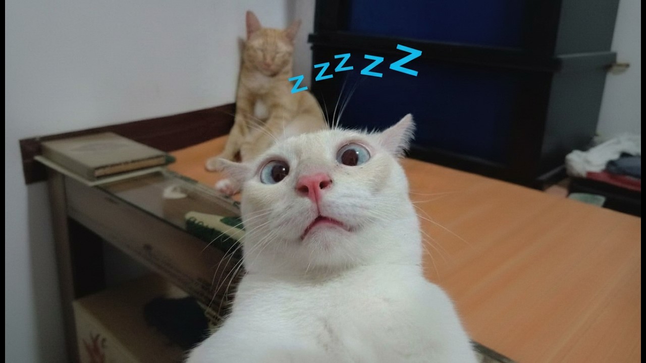 You’ll Cry Laughing 😹 Funniest Cats of 2026
