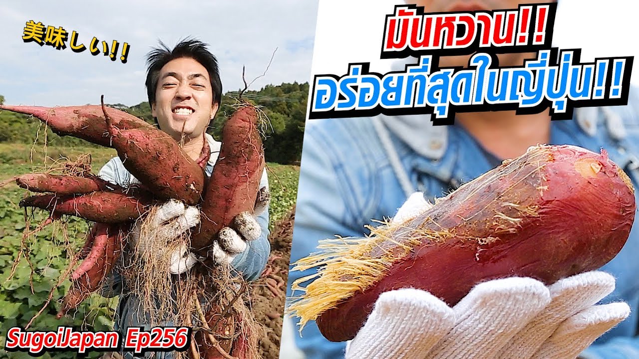 มันหวานที่อร่อยที่สุดในญี่ปุ่น!!  Kanoya Beni Haruka | SugoiJapan | Ep256