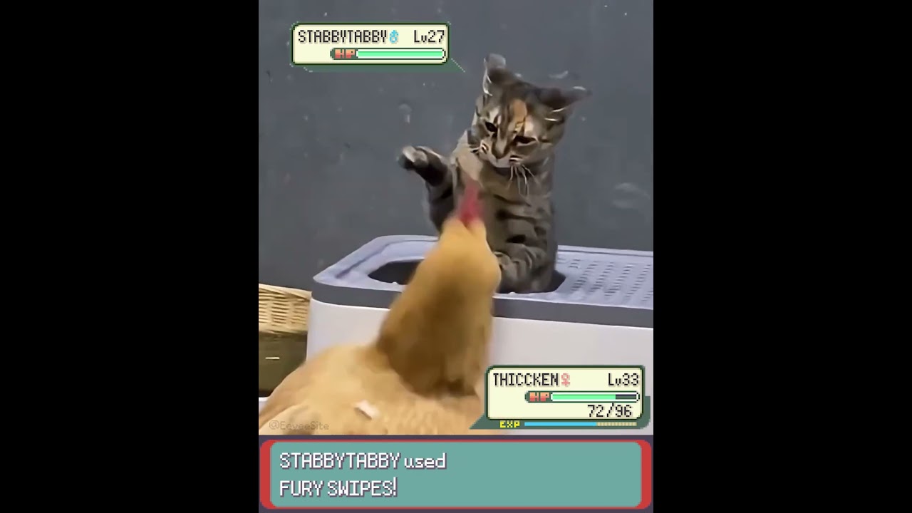 Cat vs Chicken in a Pokemon Battle IRL! - EeveeSite #irlpokemon #funnycats #chicken #pokemonbattle