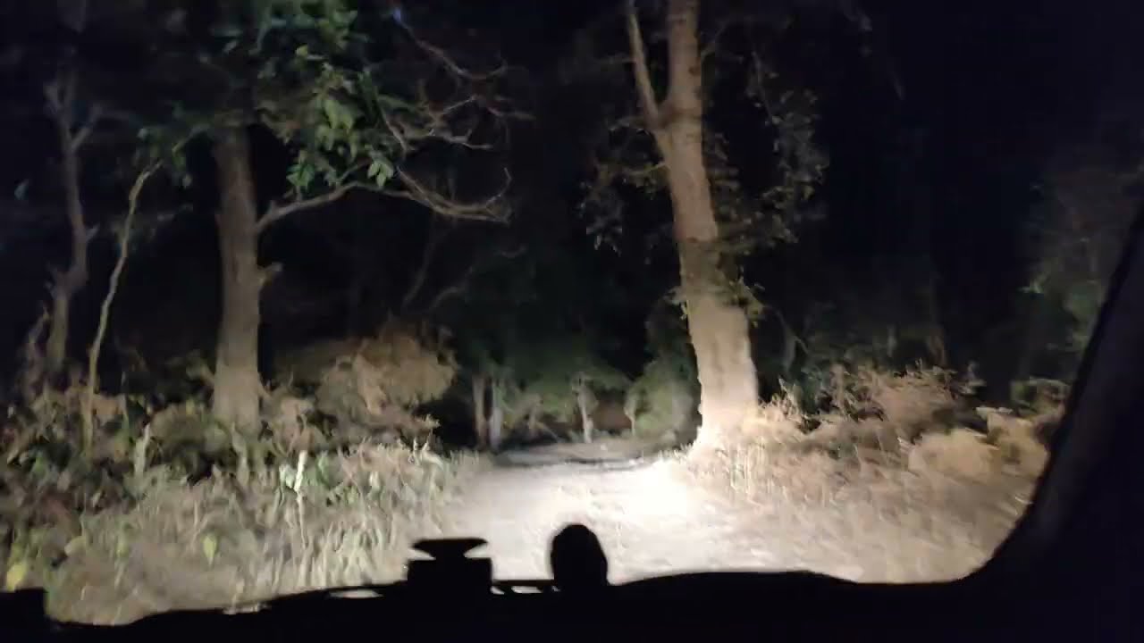 Night Drive । Tiger Territory । बाघ कैसे पहचान लेता है आदमी को एक साल बाद भी । Elephant Jim Corbett