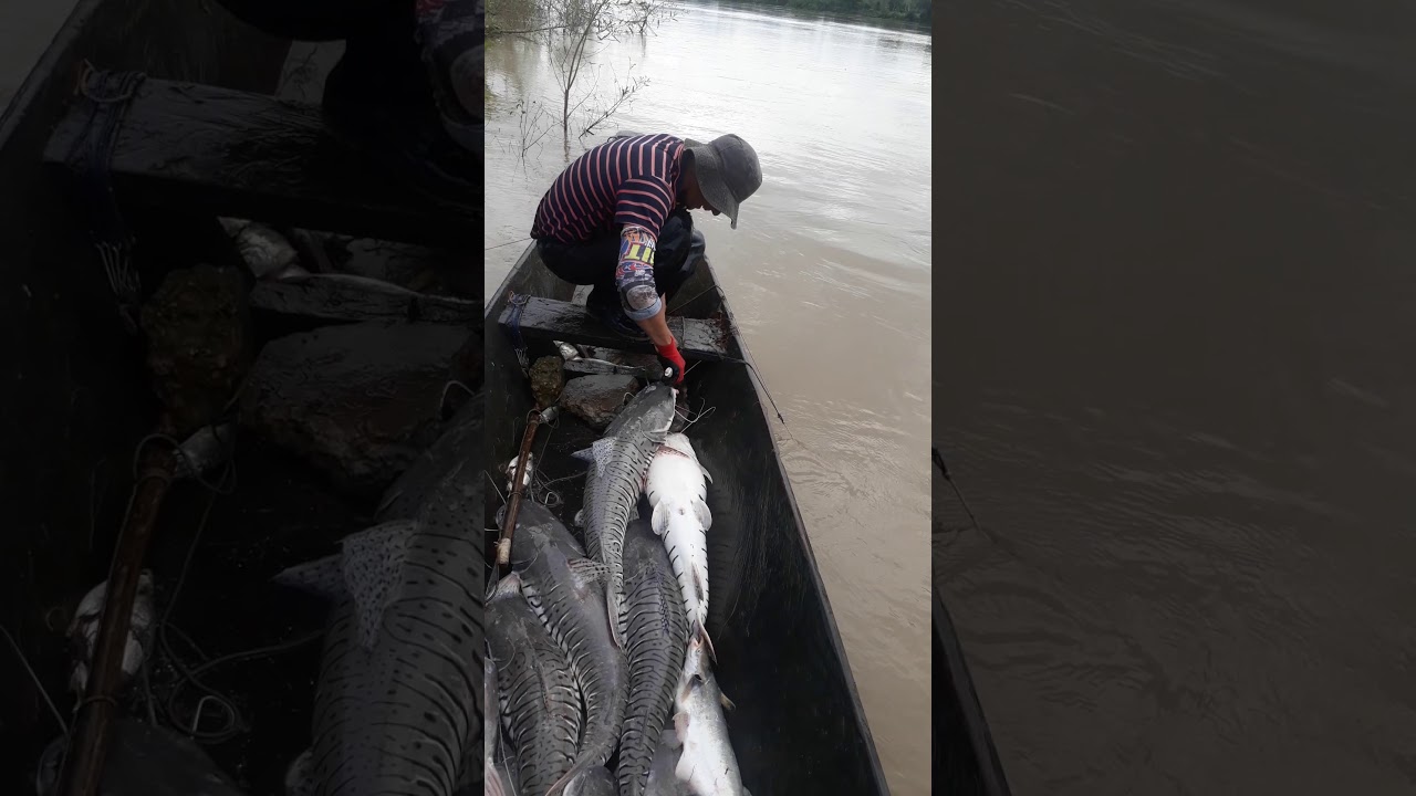 Pesca en el rio guaviare #COLOMBIA