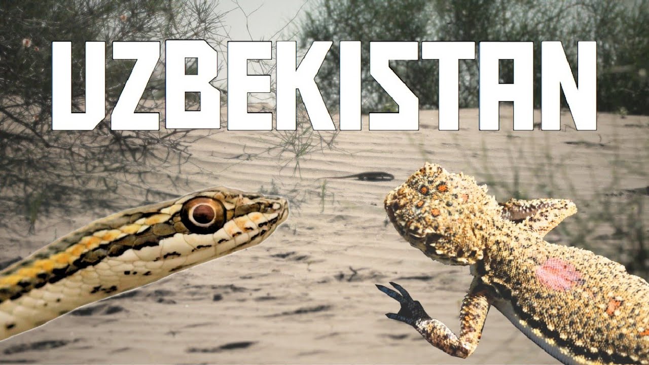 Searching for Reptiles in Uzbekistan! - Endemic Agamas, Beautiful Snakes and Monitors (PART III)