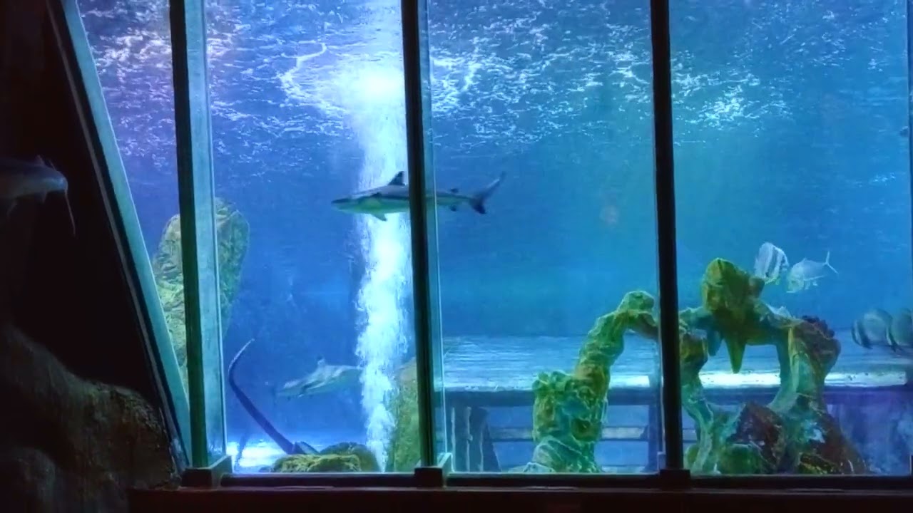 Blackpool Sealife Centre