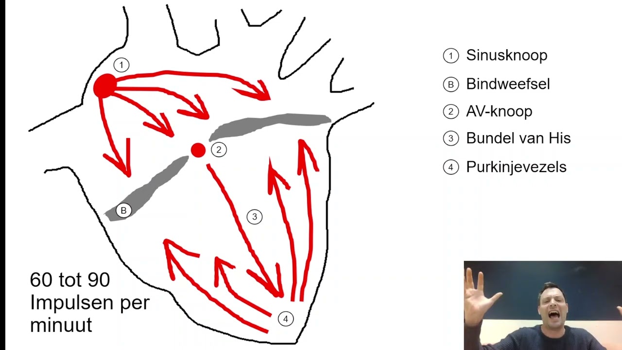 Uitleg bloed 》 sinusknoop, AV, knoop, Purkinjevezels, ECG