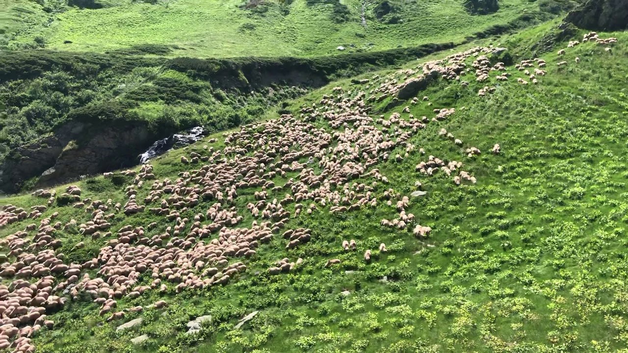 Oile din stana mare la Șteregoaie ( Part 2 )