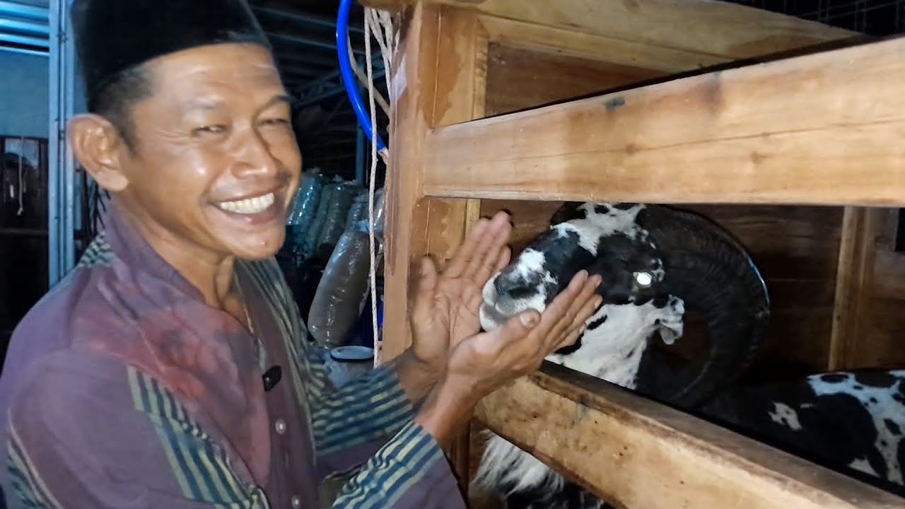 PEMULA SUKSES BETERNAK DOGAR DI KRAJAN FARM CIKAUM SUBANG