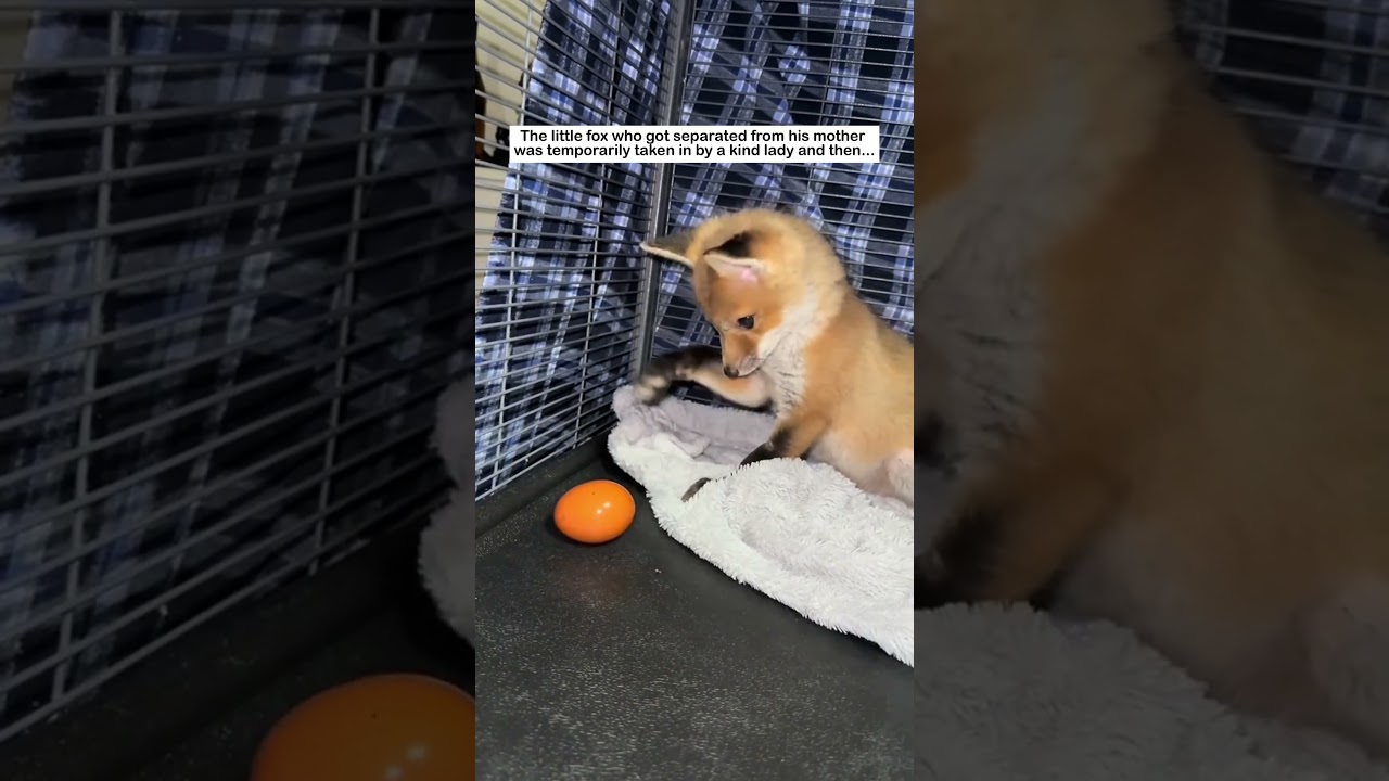 Lost baby fox #wildliferescue #animals #rescue #cute #animallife #wildlife#fox #love #lovestory