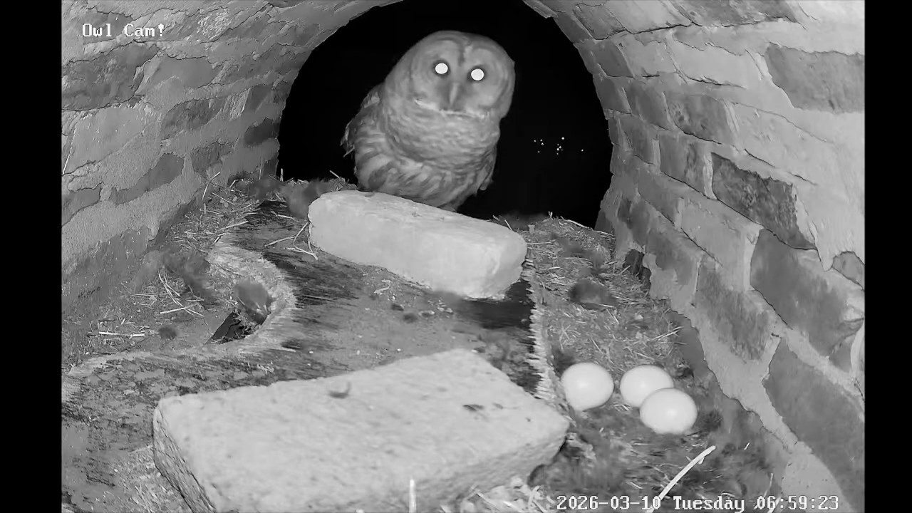 Owl Cam Day 7 recap