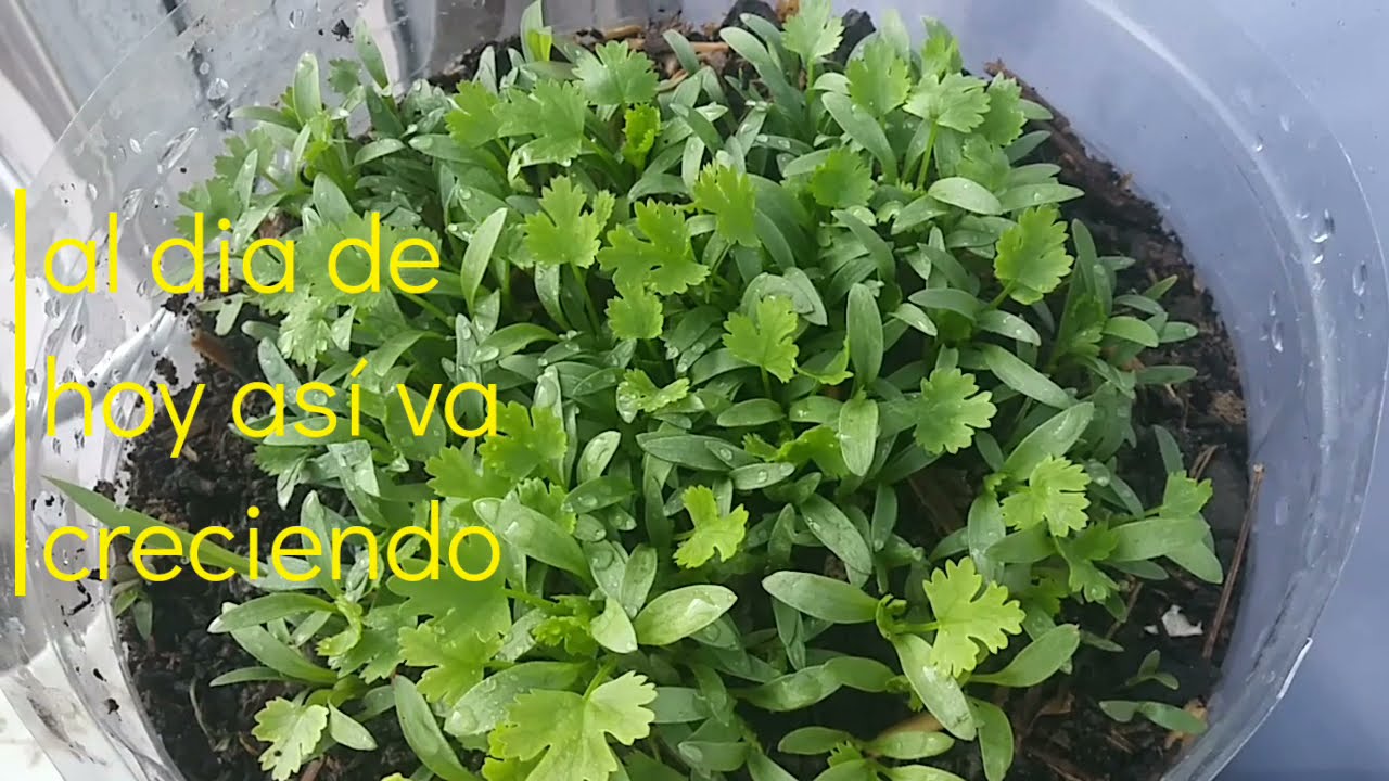 cilantro,&nbsp;coriandro,&nbsp;culantro europeo,&nbsp;perejil chino,&nbsp;dannia.....yōroppa no koriandā, Chūgoku no pa