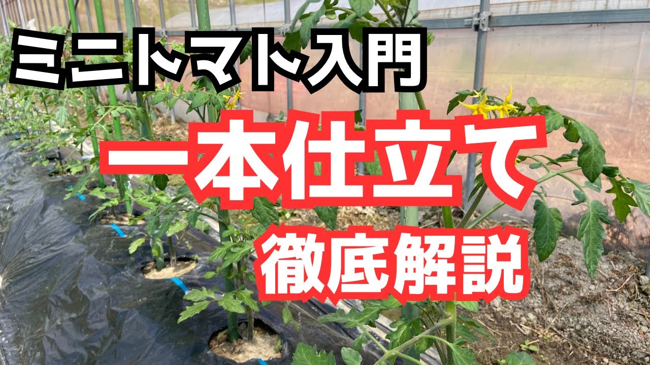 【ミニトマト甘くするコツ】一本仕立て「家庭菜園初心者向け」