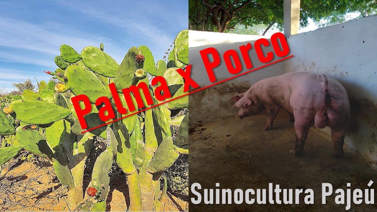 Ração para porco com palma forrageira