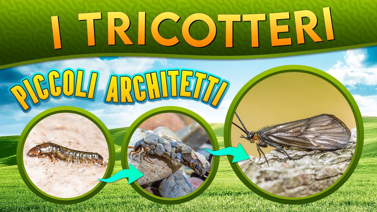 I Tricotteri: piccoli architetti ► Puntata 144