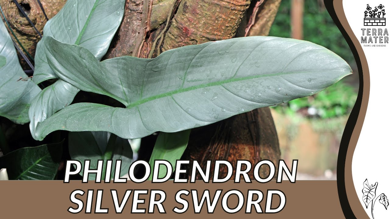 PHILODENDRON SILVER SWORD Information, Description & More!