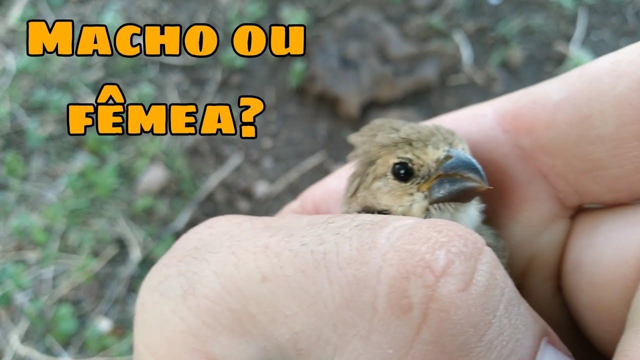 Como saber se o golinha pardo é macho ou fêmea!
