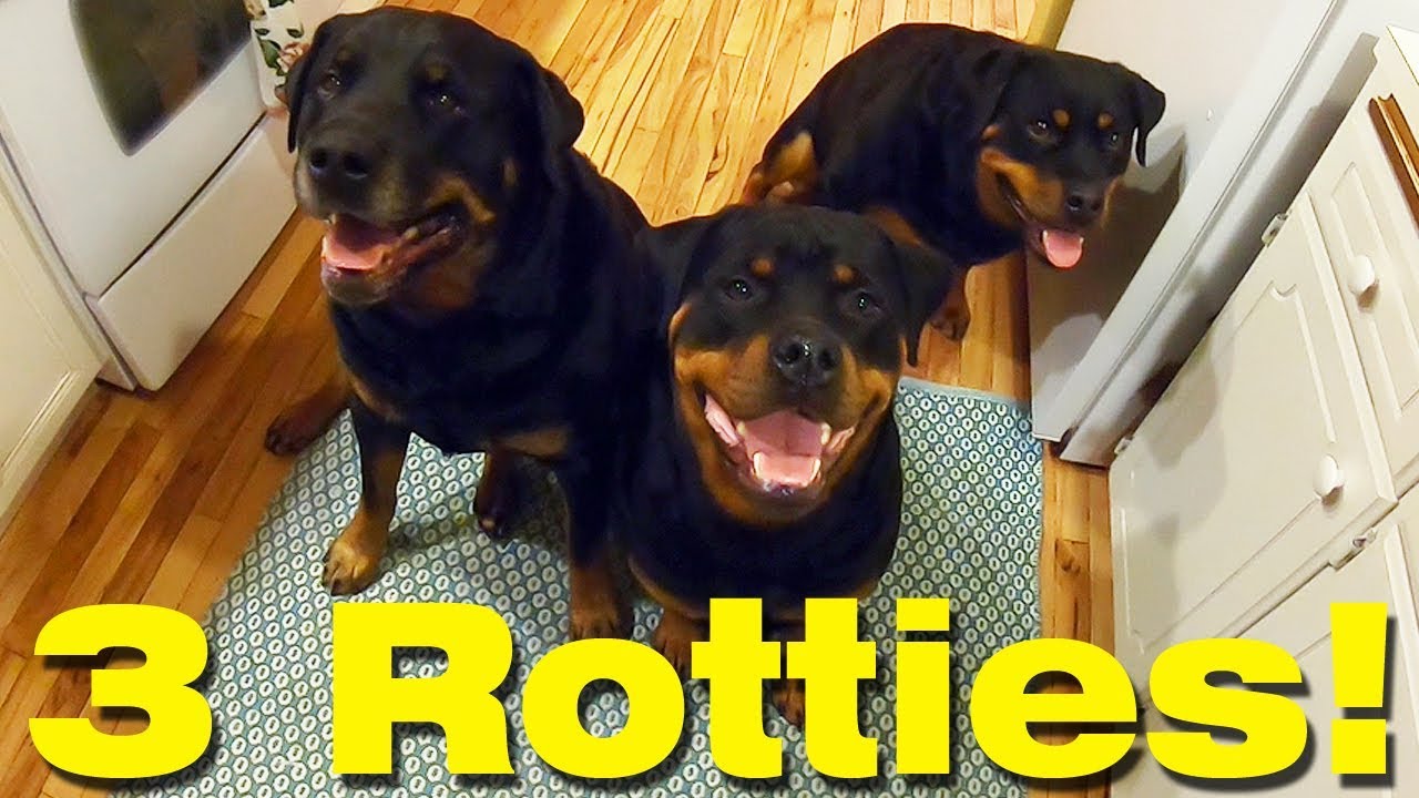 Feeding Time For Three Obedient Purebred Rottweiler Dogs - Happy Cappy