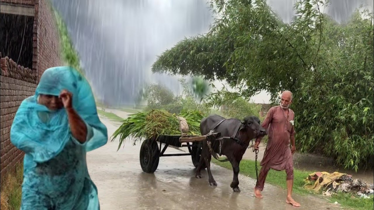 Wonderful Rainy Season in My Village Punjab Pakistan 🇵🇰 | Super Heavy Rain 