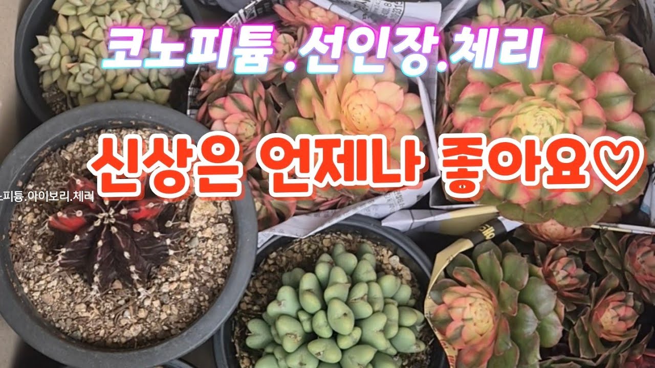 신상은 언제나 좋아요! 에오니움체리  .각종선인장.코노피튬등 입고 되었습니다