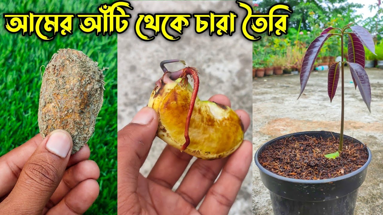 খুব সহজে আমের আঁটি থেকে চারা উৎপাদন | আমের বিচি থেকে চারা | Mango Tree From Seed