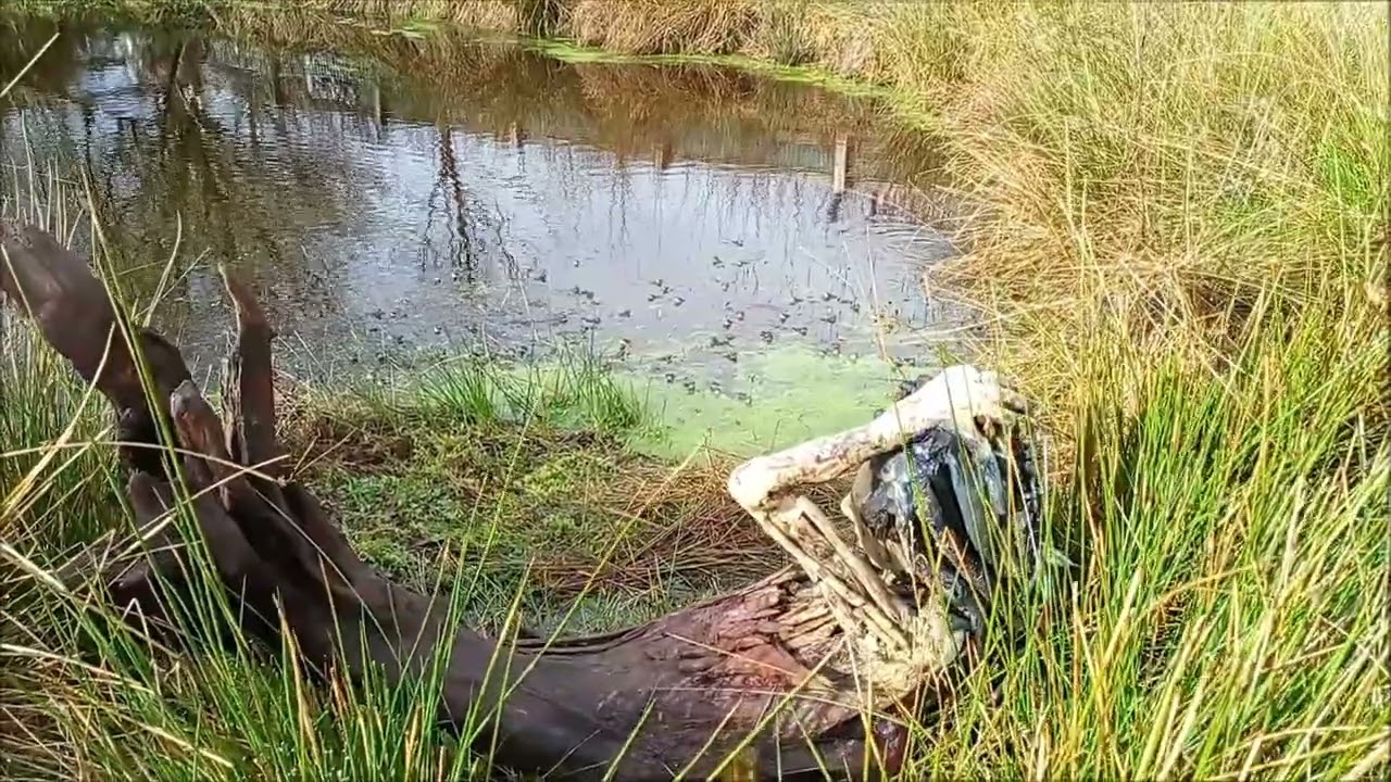 Frogs spawning in the pond