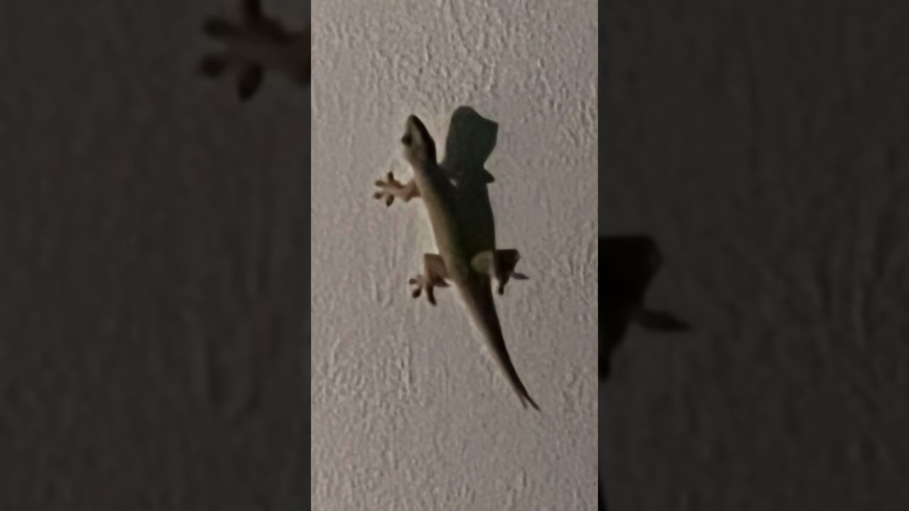 lizard sound