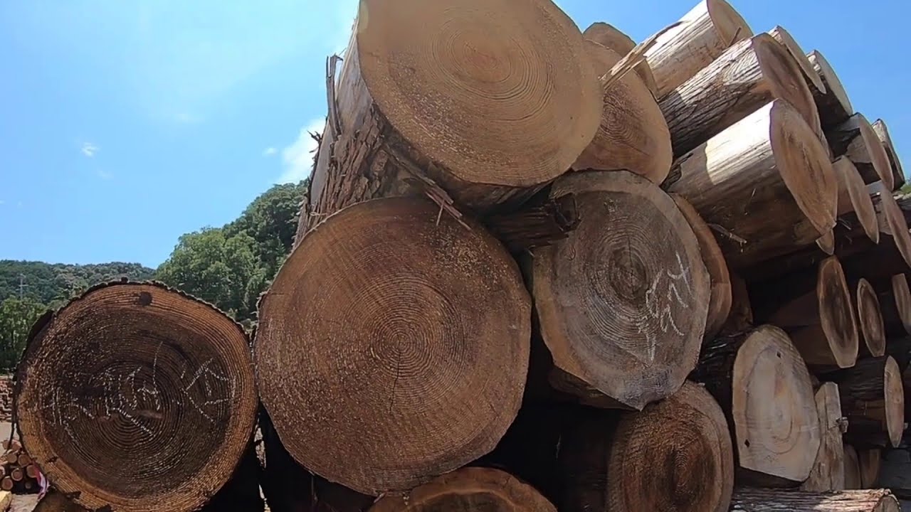 SAWMILLS : Success Of Wood Processing Japan - Heavy Biggest Felling Tree Machine