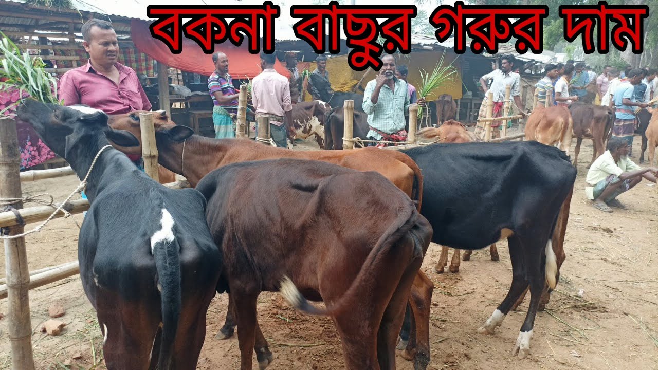 যশোর, চৌগাছা গরুর হাট থেকে খামার উপযোগী বকনা বাছুর গরুর দাম দর জানুন |