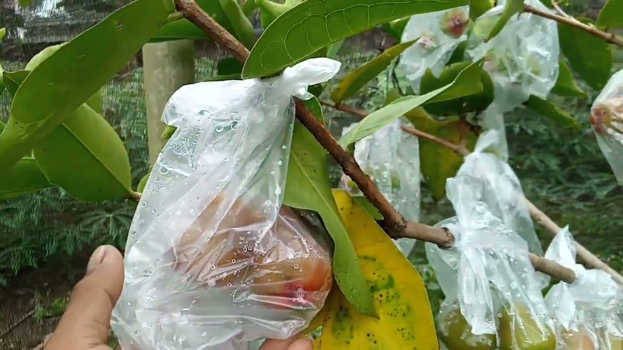 tanaman jambu Citra tabulampot berbuah sangat lebat