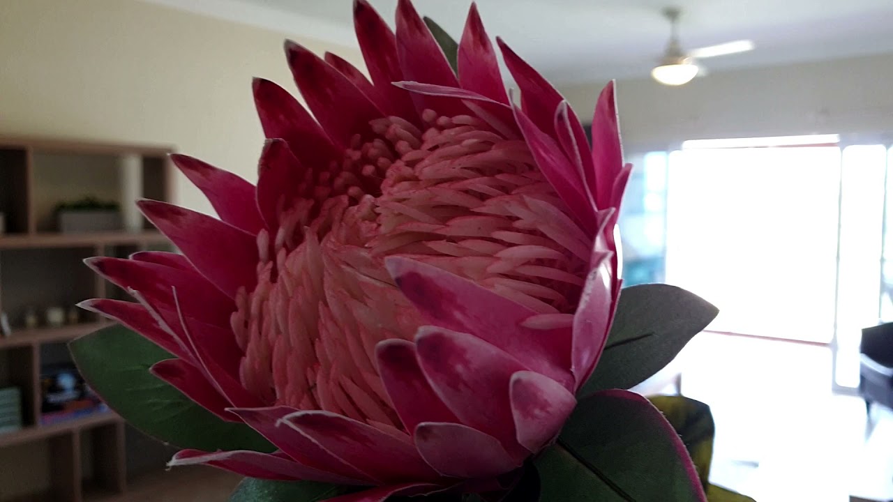 The Kingfisher   Shelly Beach PrivateGuy Properties