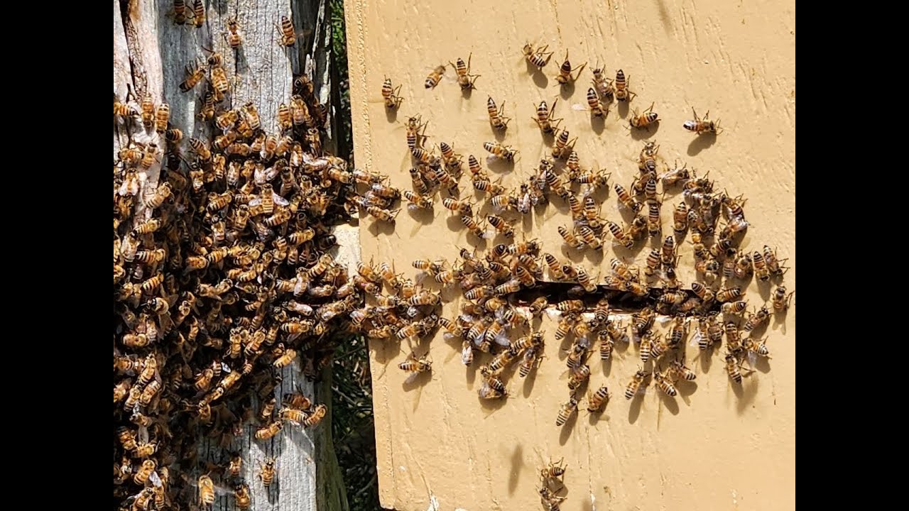 Bonus Swarm at John's Farm