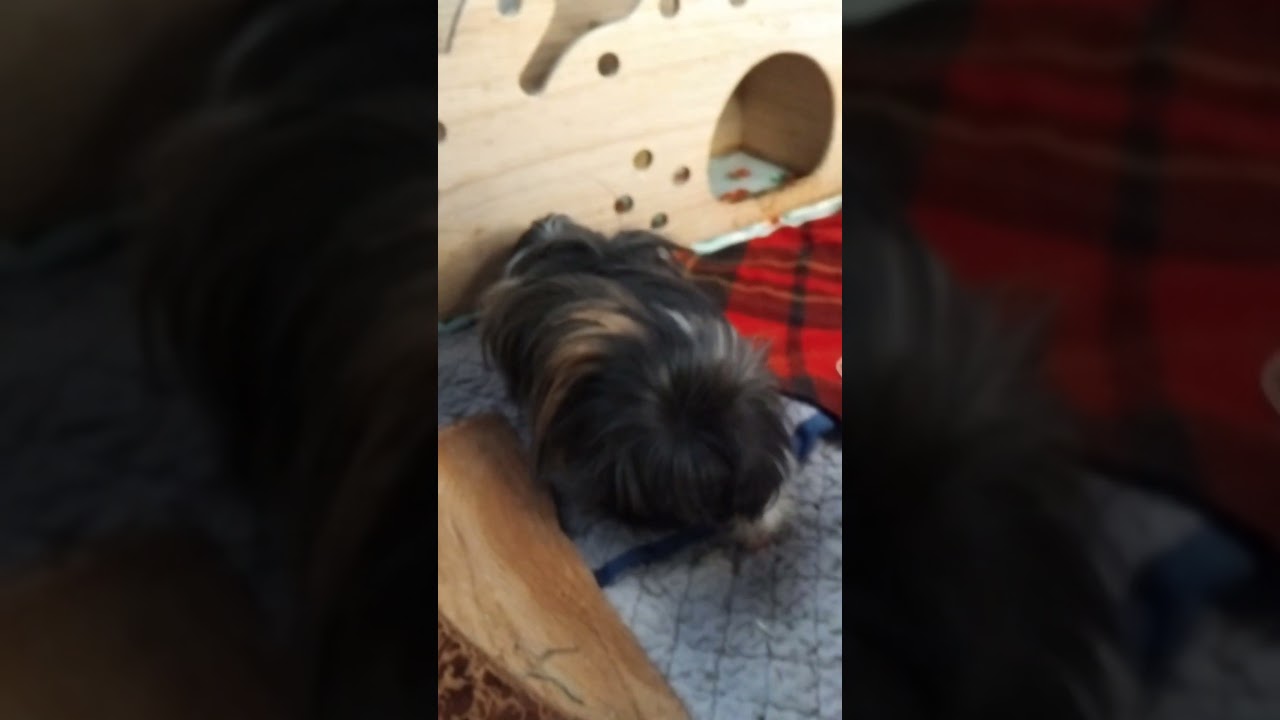 Peanut ist zufrieden, alles sauber.  Übrigens das ist Kurt. 