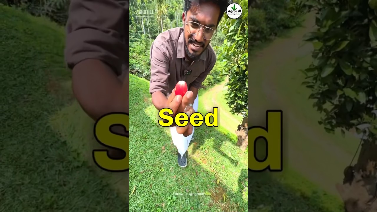 ￼Nutmeg Farming 🌰| ₹1,500/kg🔥 | Agrotill | #farming #agriculture #shorts