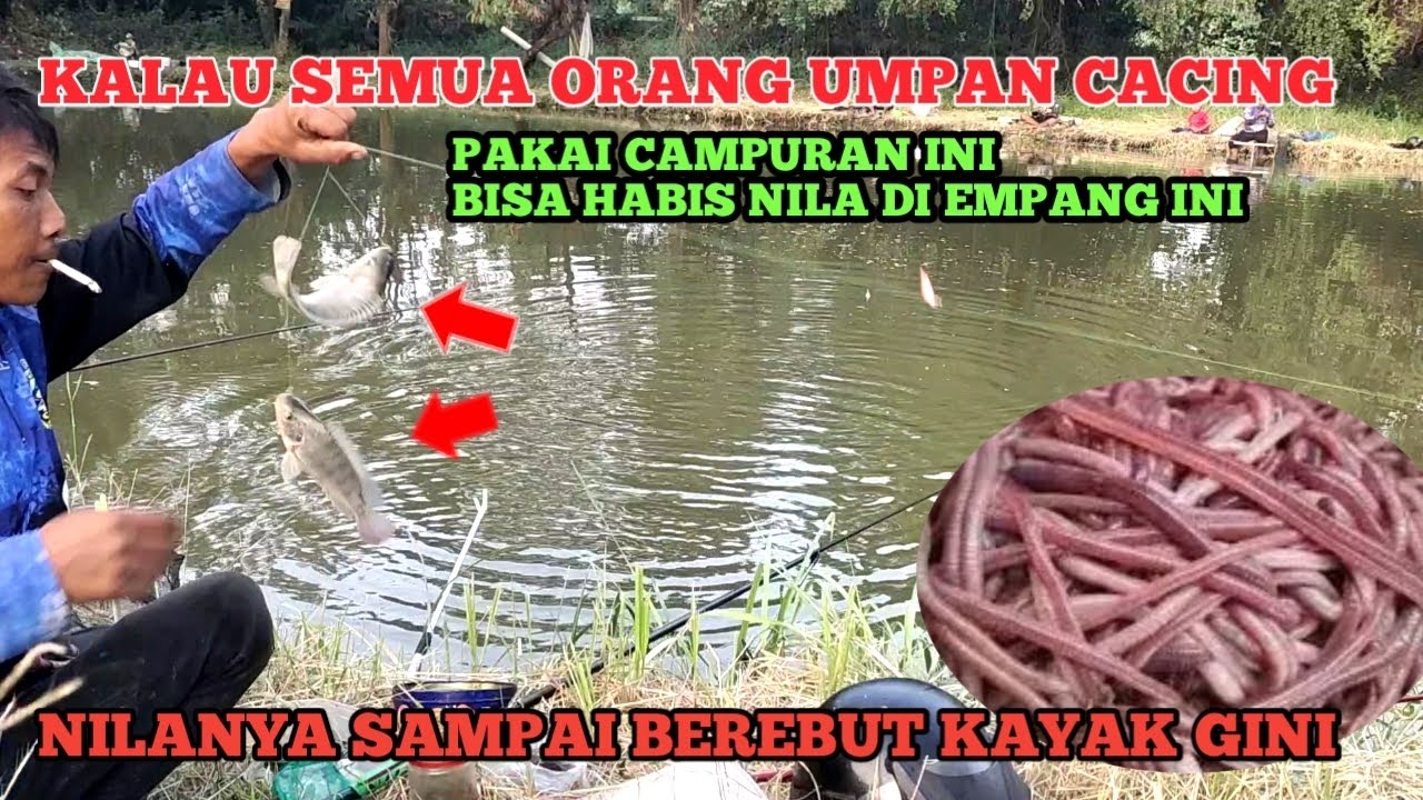 campuran cacing paling jitu untuk ikan nila empang