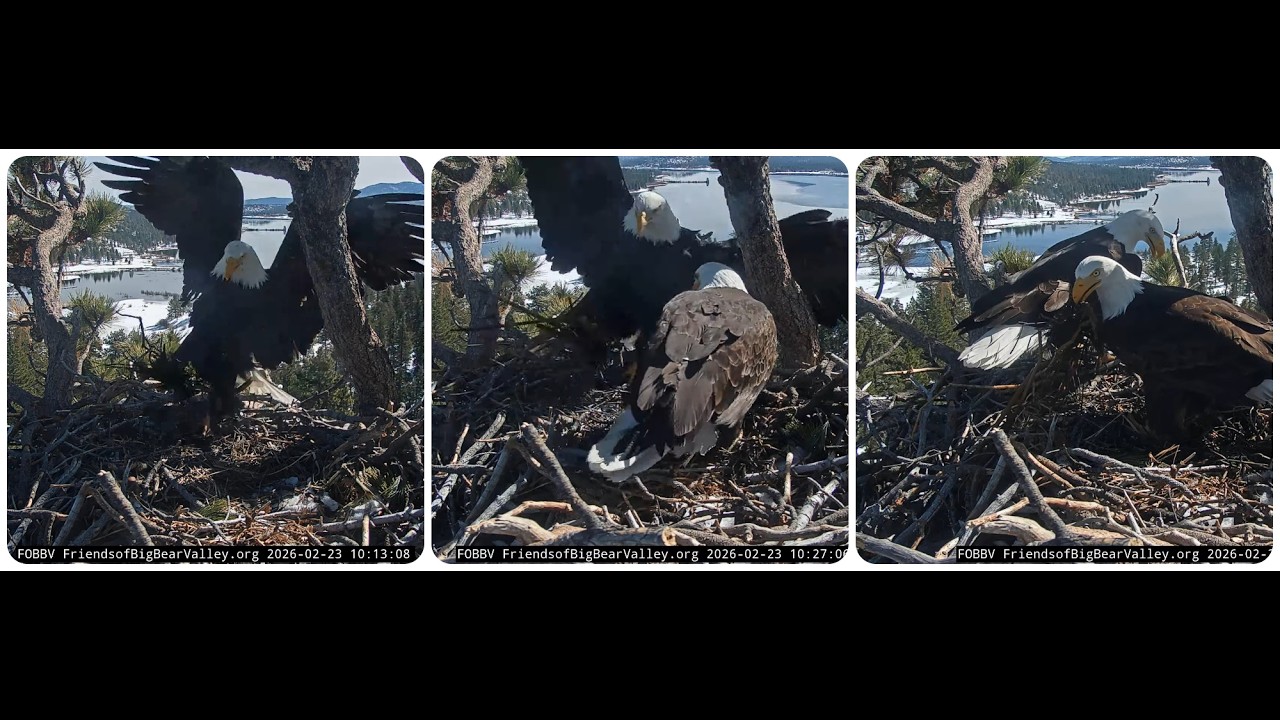 Shadow and Jackie bring fluff, pancake, Shadow covers the nest bowl 23.02.2026 @FOBBVCAM