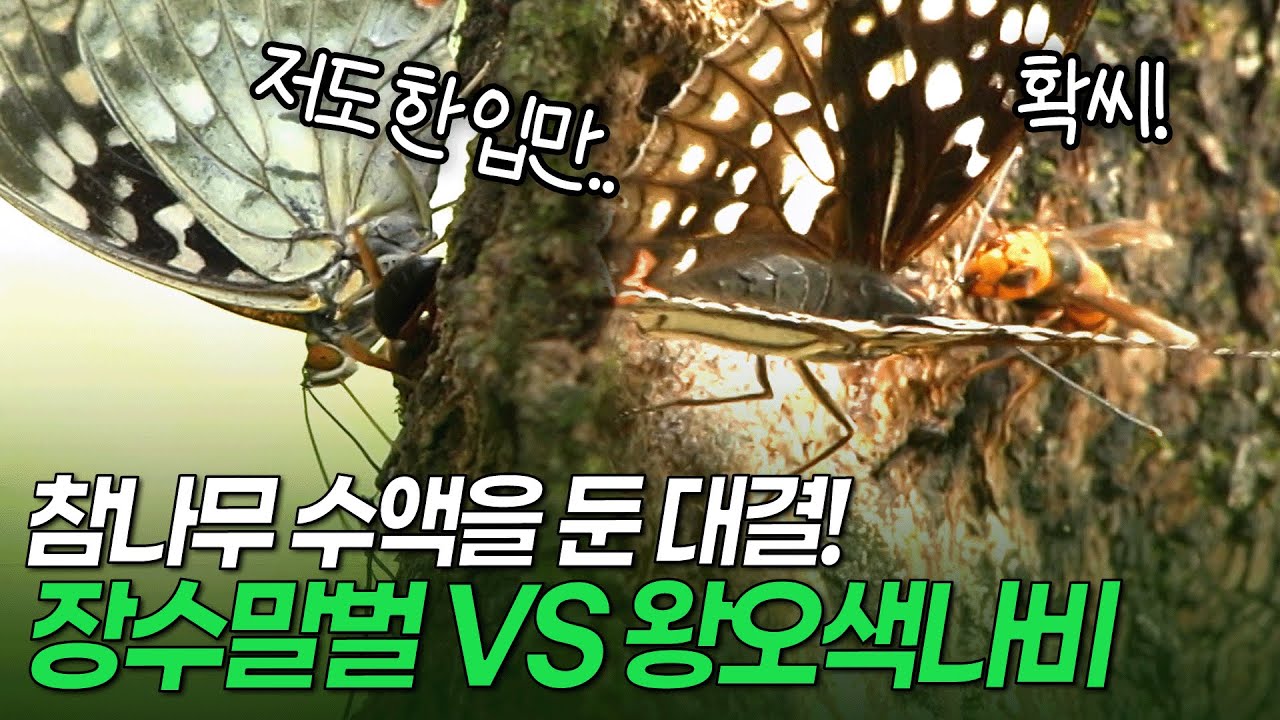 참나무 수액이 몸에 좋다던데.. 영양식을 두고 살벌하게 싸우는 장수말벌 VS 왕오색나비! [환경스페셜 숲 속 사계, 곤충의 집]/ KBS 20061011 방송