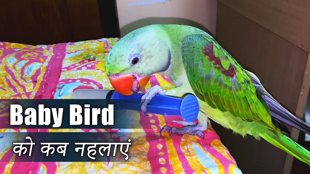 Baby Bird को कब नहलाएं | When to give Bath your Baby Parrot | Tutu Talking Parrots