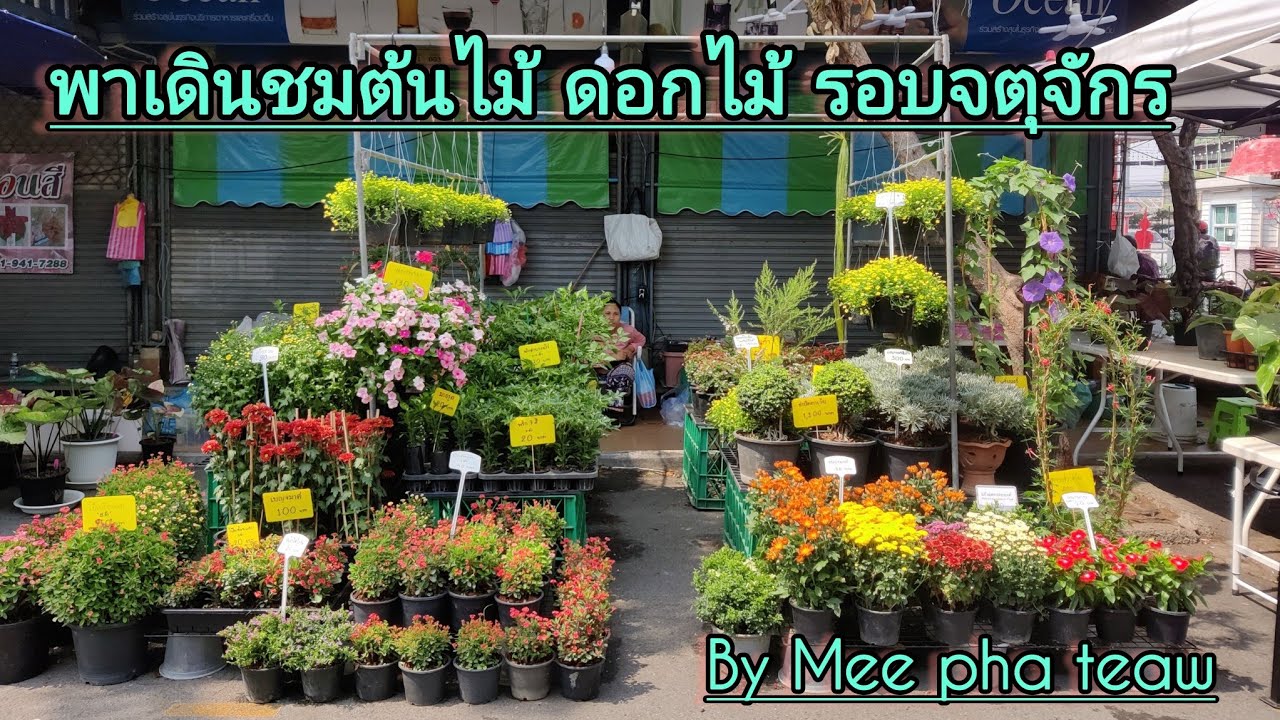 พาเดินชมตลาดต้นไม้จตุจักร 1 รอบ มาดูว่ามีอะไรบ้าง#Mee pha teaw#จตุจักร