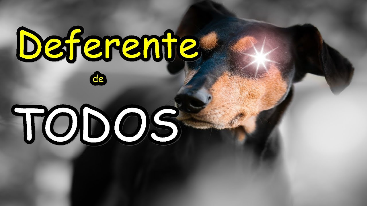 Мечтая о Black Dog, что это значит?