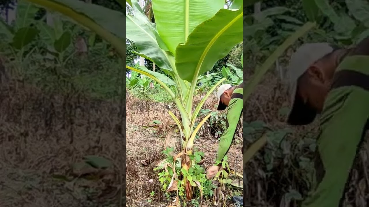 Deleafing banana lakatan #shorts