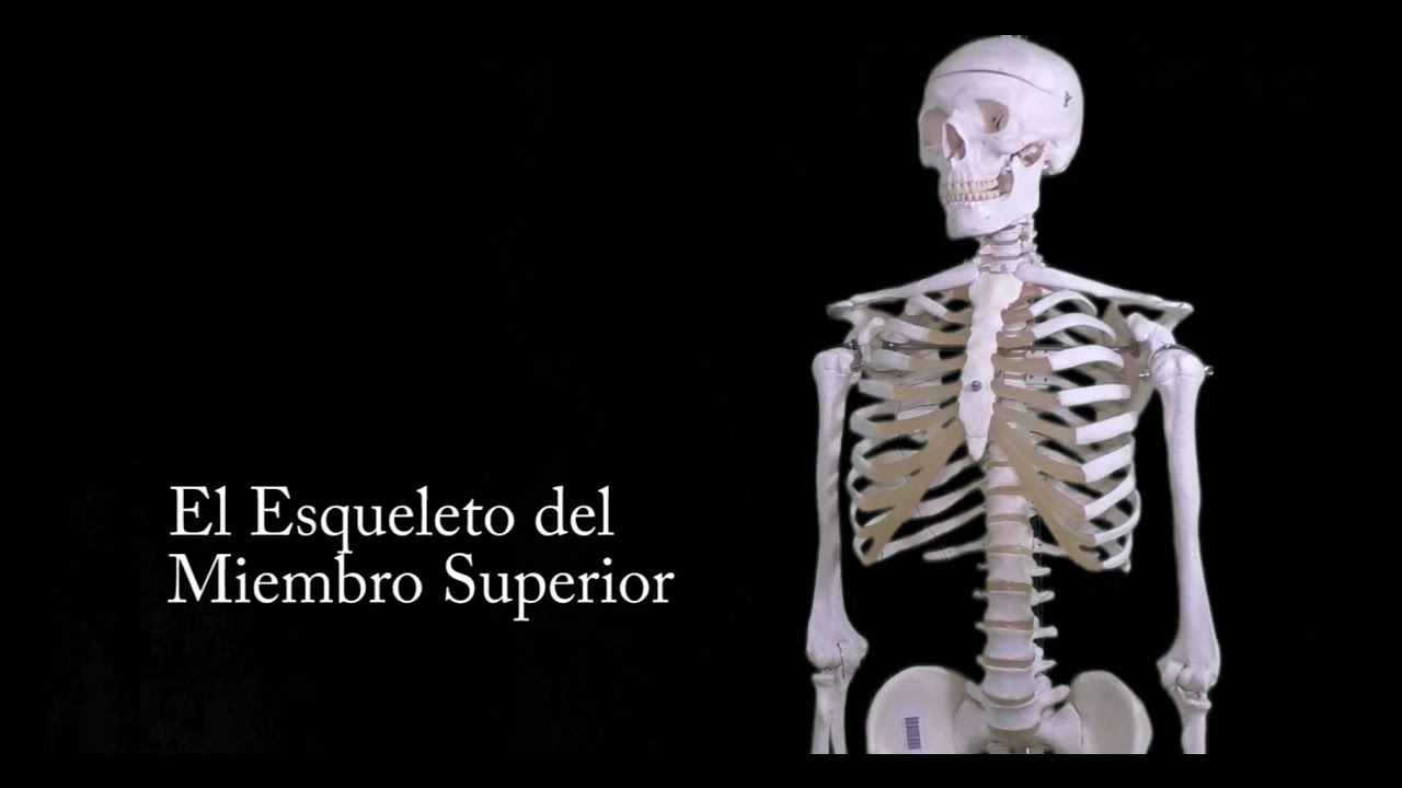 Esqueleto del Miembro Superior