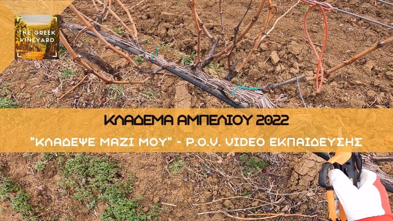 Κλάδεμα αμπελιού 2022 | POV Εκπαιδευτικό Βίντεο | ΜΑΘΕ Τι Να Προσέχεις!