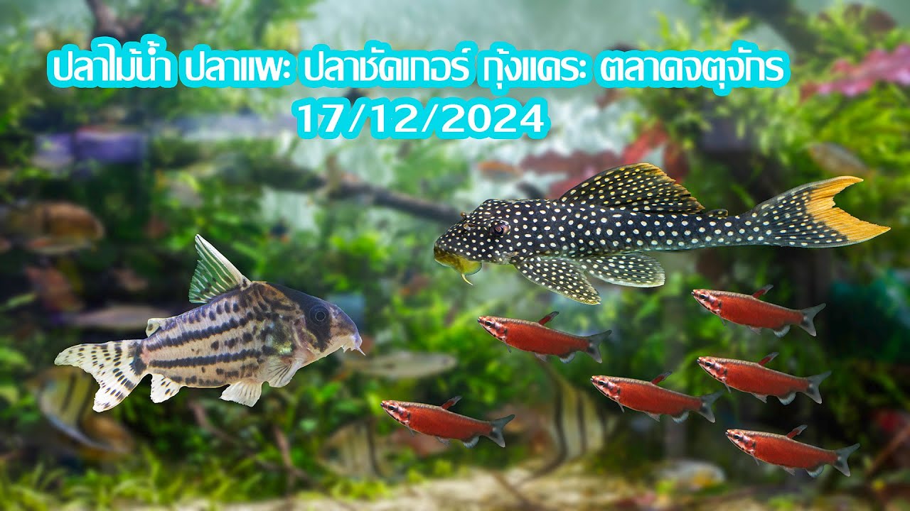 ปลาไม้น้ำ ปลาแพะ ปลาชัคเกอร์ กุ้งแคระ ตลาดจตุจักร 17/12/2024