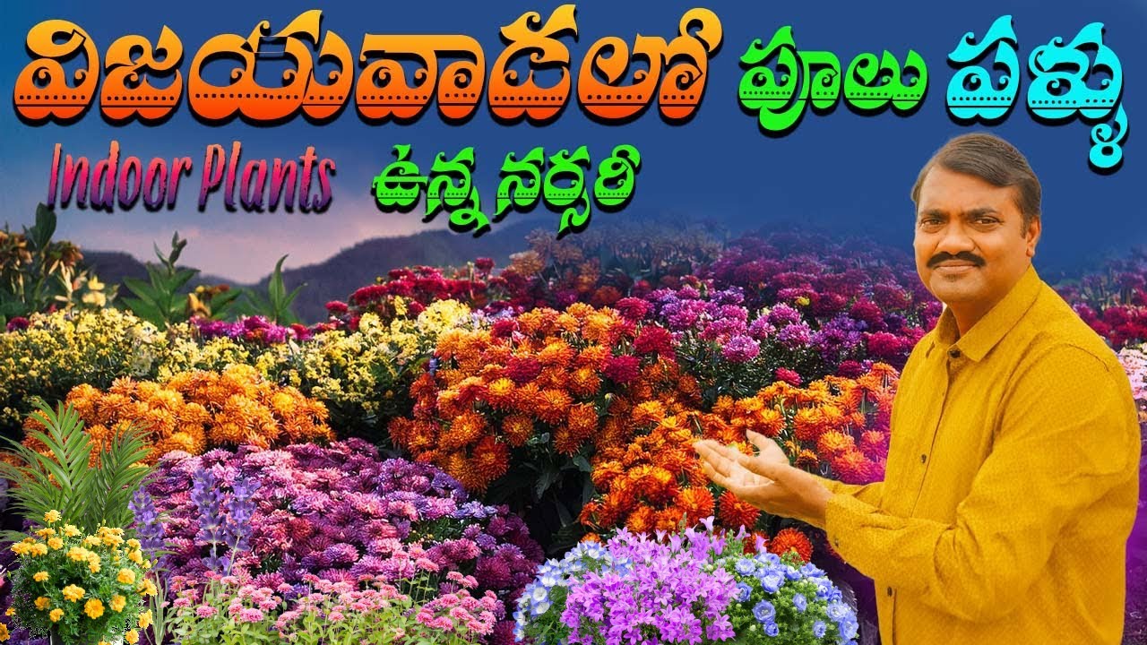 nursery plants in telugu | nursery plants Vijayawada | nursery plants telugu